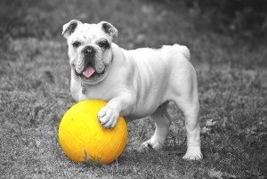 Bulldog playing with a ball