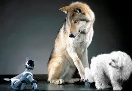 Comparación entre lobo y perro en una investigación de Monique Udell